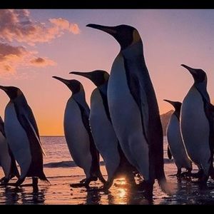 Penguin Theme Coasters